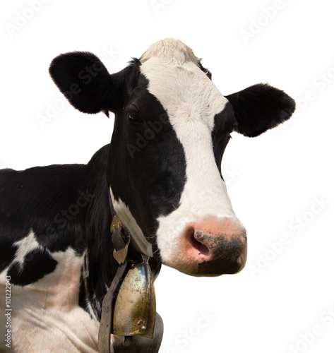 head of black and white cow © Daniel Prudek