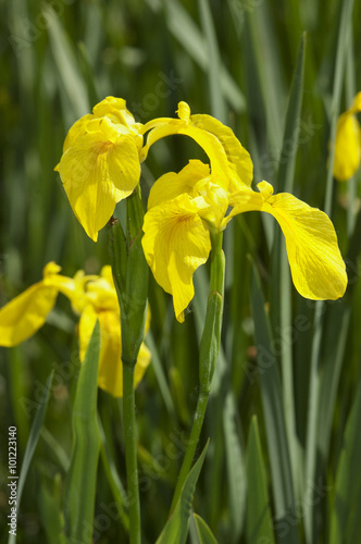 Iris pseudacorus  photo