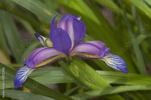 Iris graminea photo