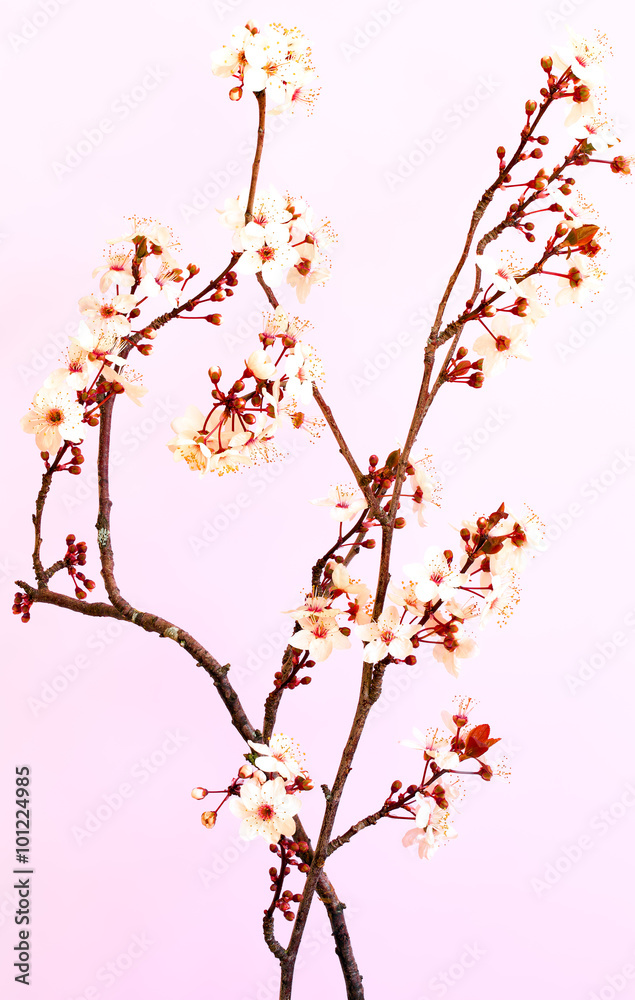 Spring plum blossoms on branches against pink background Spring plum blossoms on branches against pink background