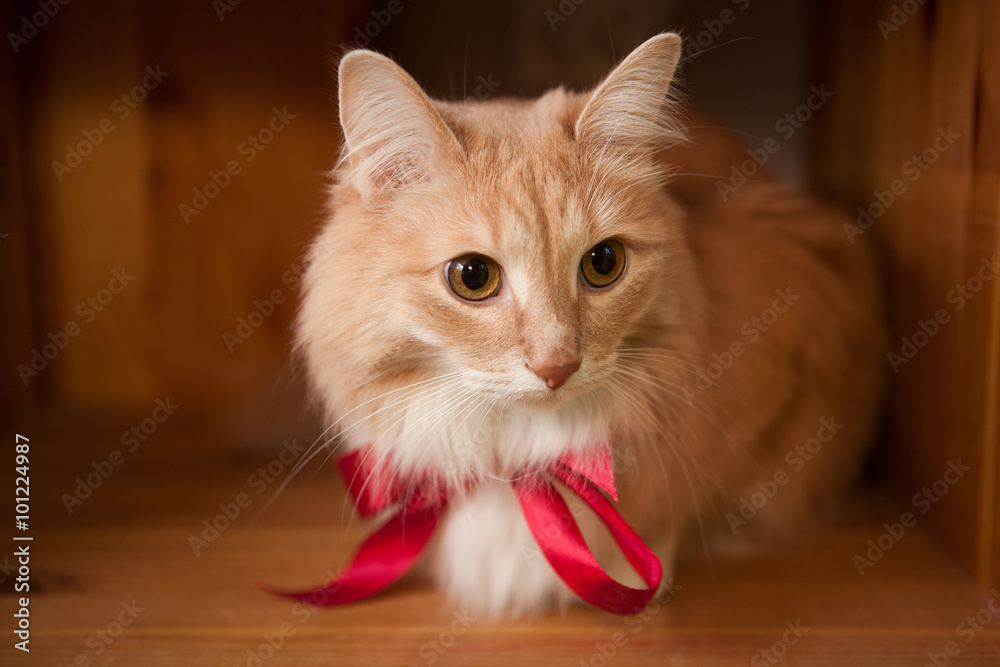 red cat with a red ribbon 