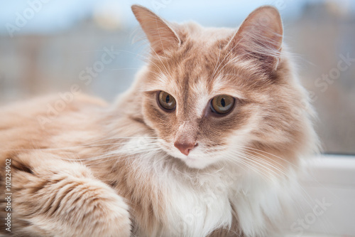 Fototapeta Naklejka Na Ścianę i Meble -  soft fluffy ginger cat lying on the windowsill