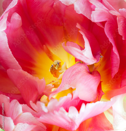 Closeup focus of tulip interior. Pink and yellow French parrot variety