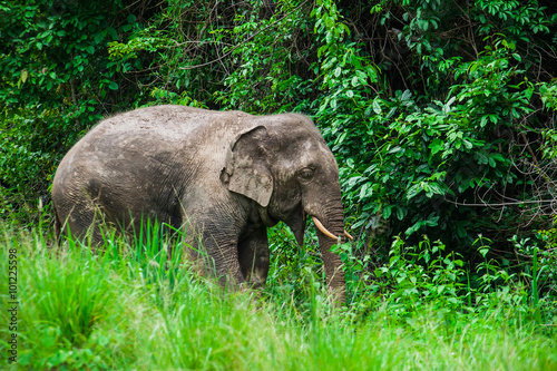 Thai elephants.