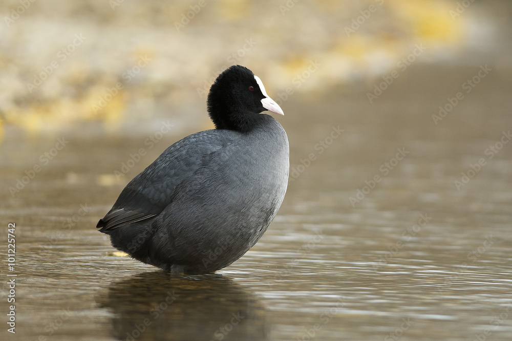 Fototapeta premium Eurasian Coot, Autumn