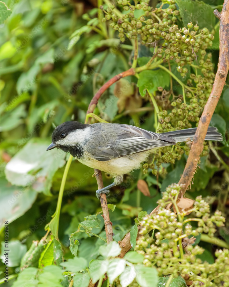 Obraz premium Black Capped Chickadee