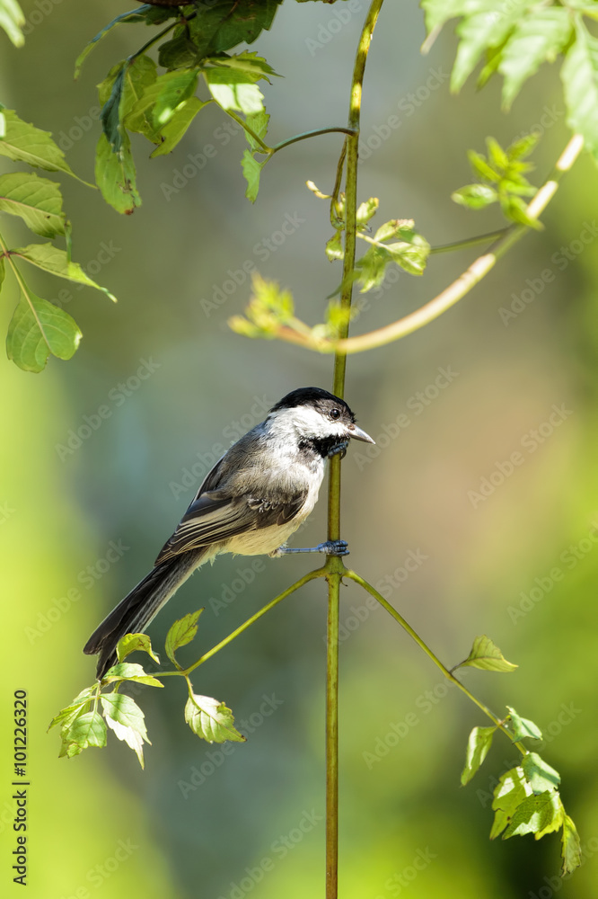 Obraz premium Black Capped Chickadee