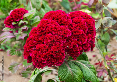 red flowers