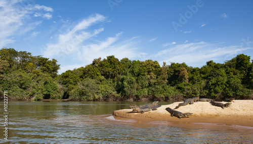 Crocodiles lying lazy on the shore of the Cuiaba river in the Pantanal in Brazil