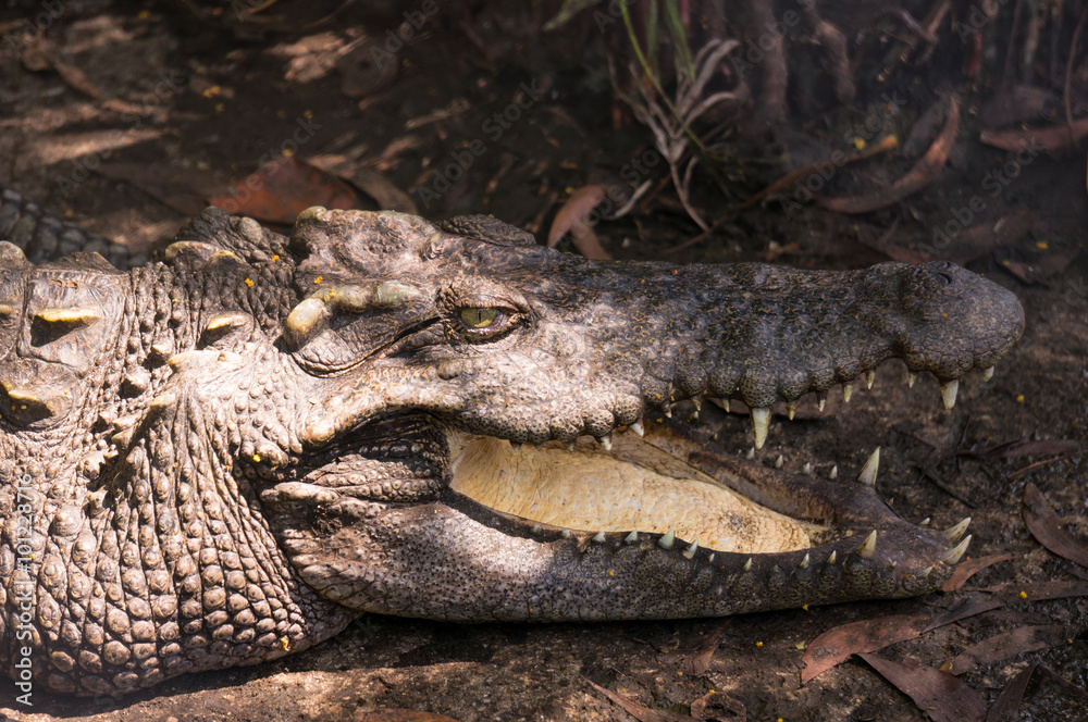 Obraz premium Crocodile Open Mount