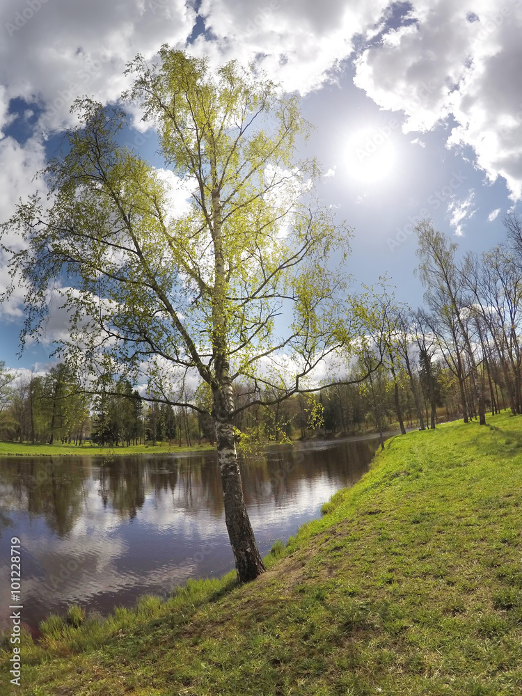 Fototapeta premium Park in the suburb of St. Petersburg, Russia. The birch bent over the lake...