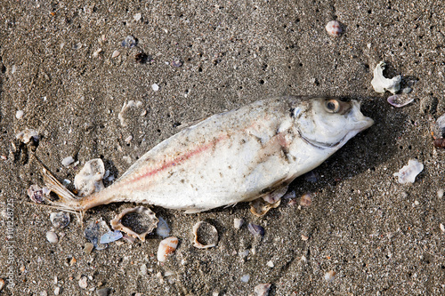 Decomposing dead fish carcass washed ashore on beach with mostly photo