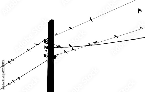 birds on electric wires