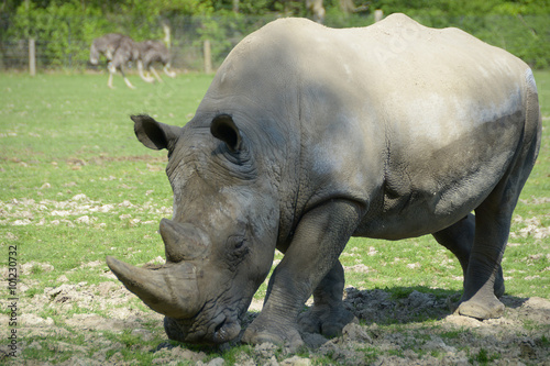 Rhinocéros © charles mercier