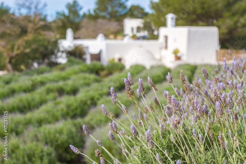 Lavender fields in Ibiza
