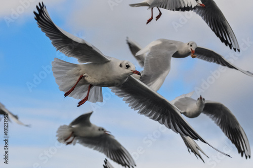 flock of white seagulls