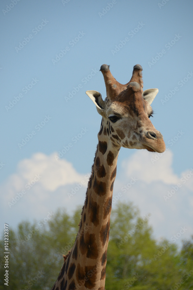 Fototapeta premium Girafe