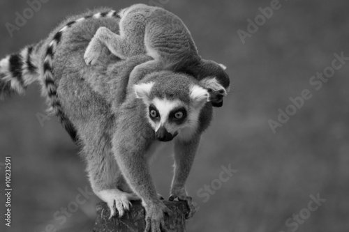 Lemuri photo