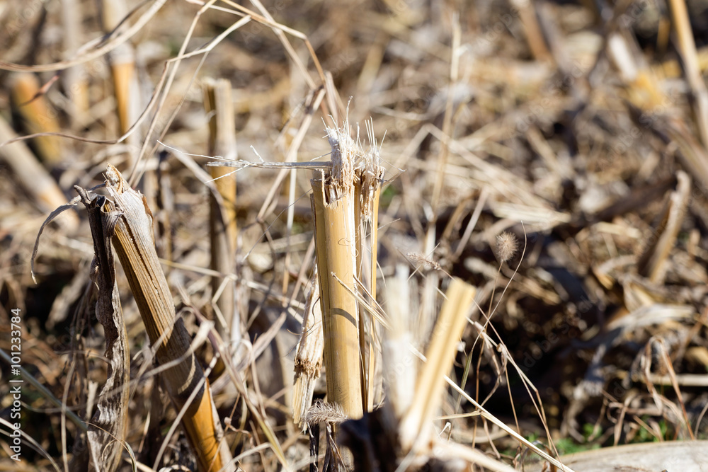 Closeup of forage maize stubble roots above the soil
