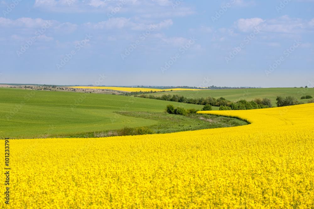 Rural landscape with a rapeseed field.