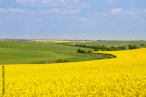 Fototapeta Naklejka Na Ścianę i Meble -  Rural landscape with a rapeseed field.