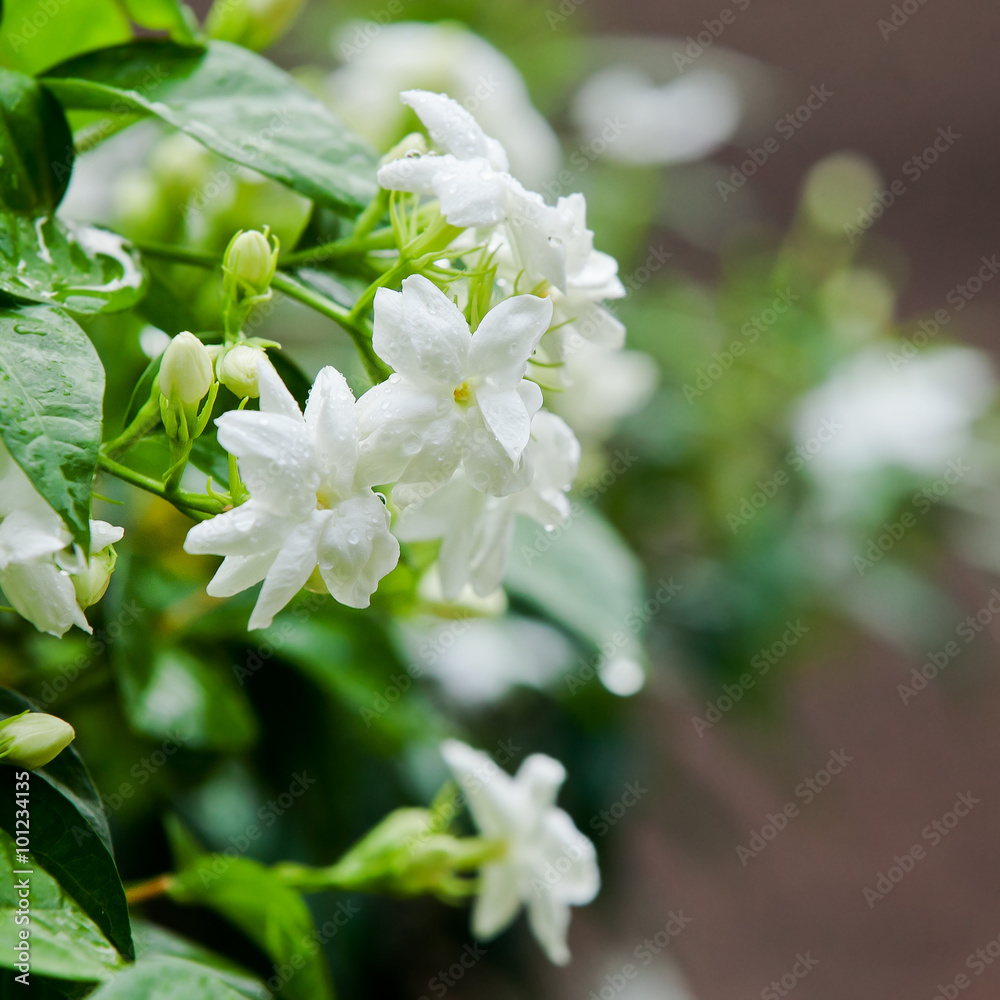 Jasmine Jasmine