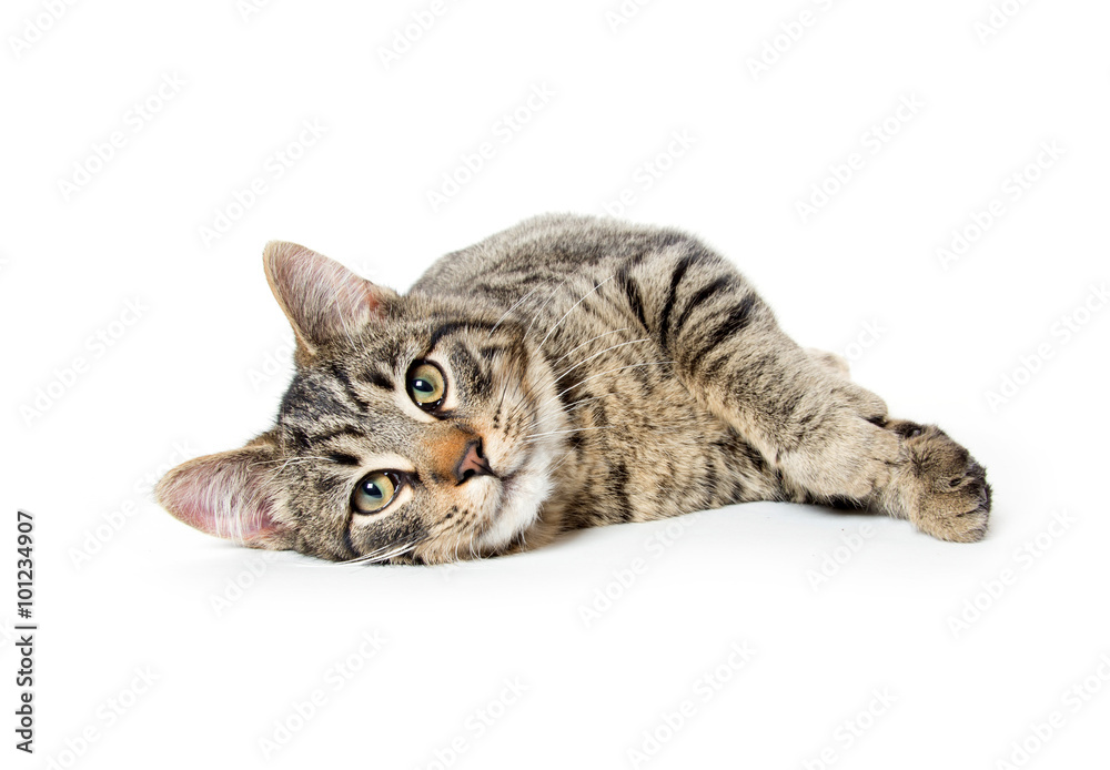 Cute tabby cat