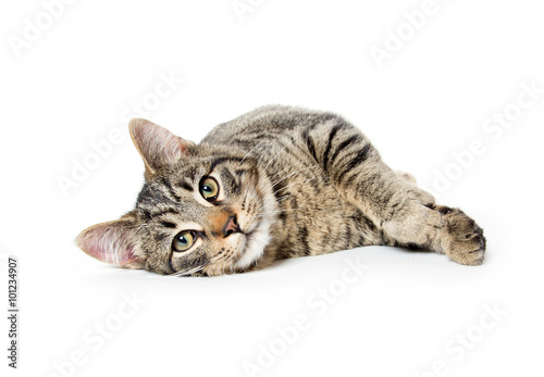 Obraz na płótnie Cute tabby cat w salonie