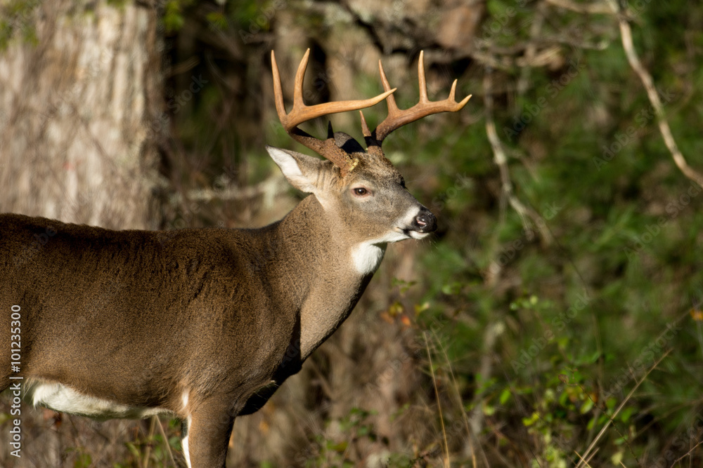 White-tailed deer buck