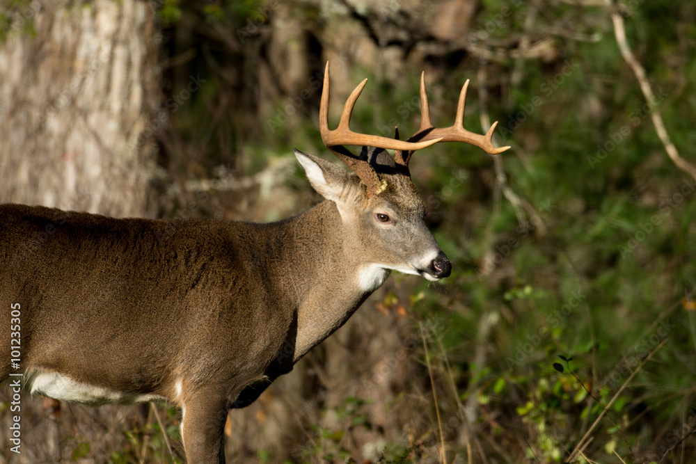 White-tailed deer buck White-tailed deer buck
