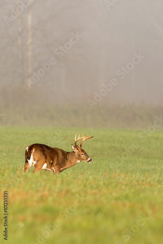 Fototapeta Naklejka Na Ścianę i Meble -  Large white-tailed deer buck in foggy meadow
