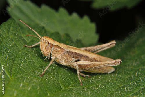Field grasshopper (Chorthippus albomarginatus) © Torsten Dietrich