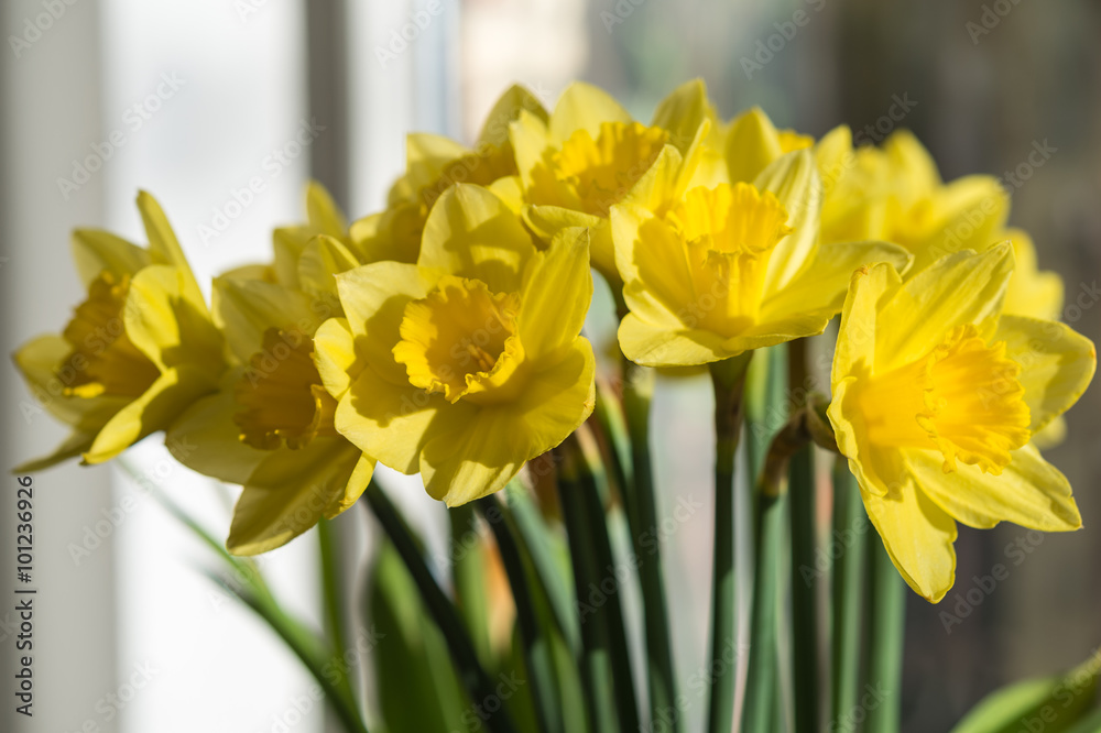 Obraz premium April blooming Narcissi flowers arranged in vase for interior de