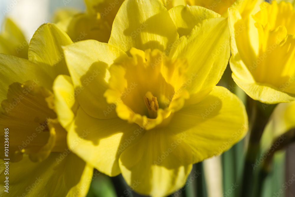 April blooming Narcissi flowers arranged in vase for interior de April blooming Narcissi flowers arranged in vase for interior de