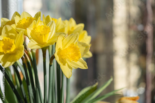 Foto April blooming Narcissi flowers arranged in vase for interior de