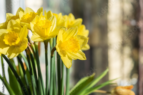 Fototapeta Naklejka Na Ścianę i Meble -  April blooming Narcissi flowers arranged in vase for interior de