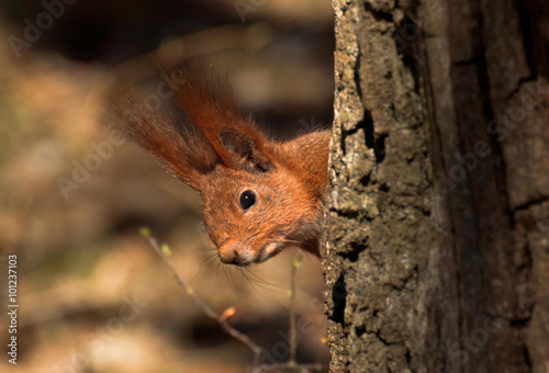 The red squirrel near tree in the forest