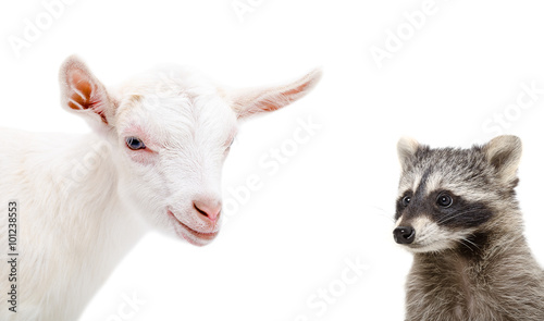 Portrait of a raccoon and goat