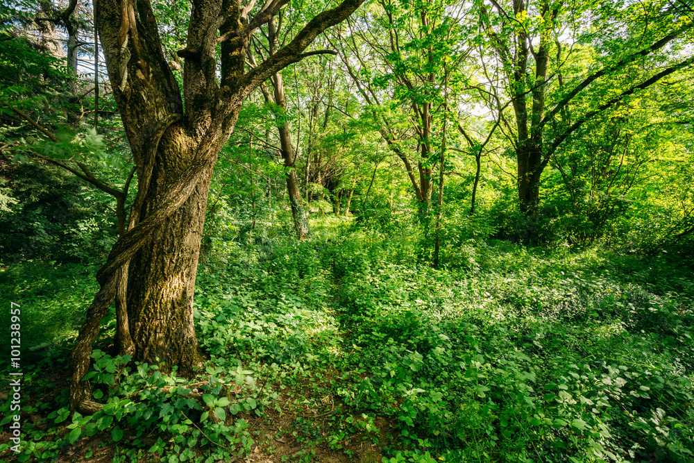 Summer deciduous forest tree wood Summer deciduous forest tree wood