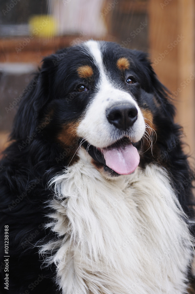The portrait of Bernese Mountain Dog with tongue