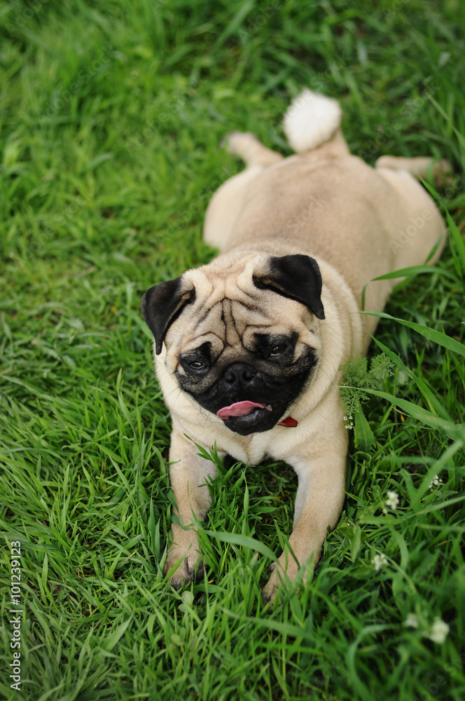 A pug on green grass