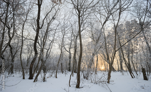 winter landscape. trees full of snow