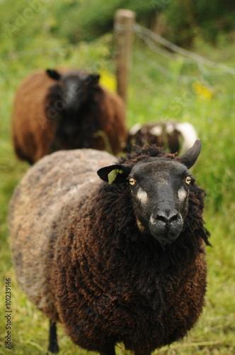 Portrait of the black sheep