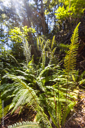 Vegetation in Coastal Rainforest