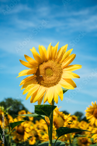 Close up of bright yellow bloomng sunflowers field in sunny summ