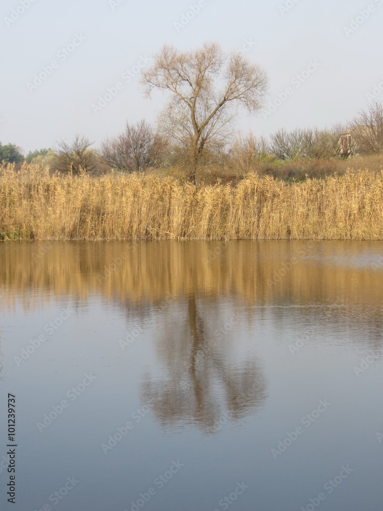 Summer pond