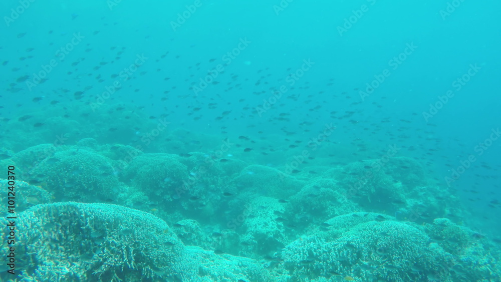 Many reef fish in the tropical sea on a coral reef.tropical underwater world.Diving and snorkeling in the tropical sea.Travel concept,Adventure concept.4K video,ultra HD.