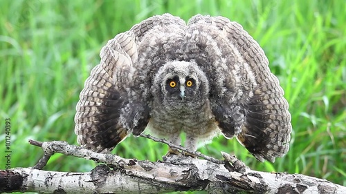 Little bugaboo.Eared owl chick