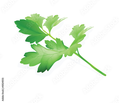 parsley for your design