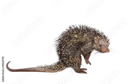 Brazilian Porcupine, Coendou prehensilis, on white photo